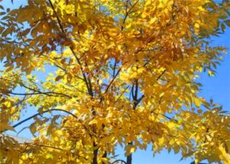 渊海子平之络绎赋 渊海子平之络绎赋