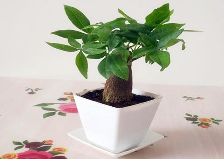 办公室放什么花最旺财 办公室放什么花最旺财