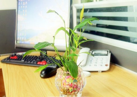 办公室放什么花最旺财 办公室放什么花最旺财