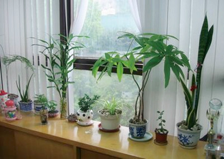 办公室放什么花最旺财 办公室放什么花最旺财