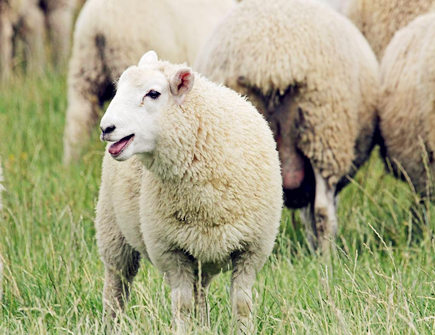 属羊的婚配大忌 属羊的婚配大忌