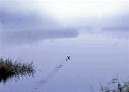 江湖八字金口诀之十二生肖诀 江湖八字金口诀之十二生肖诀