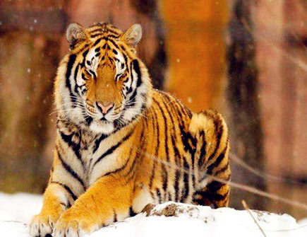 属虎人的三大劫难在何时