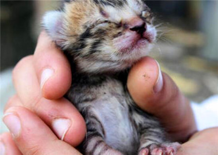 易有病灾的人的八字特征 易有病灾的人的八字特征