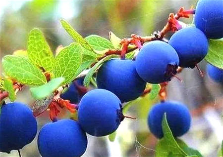 金刚菩提怎么盘红的快 金刚菩提怎么盘红的快