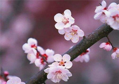 异性缘不好的八字特征 异性缘不好的八字特征