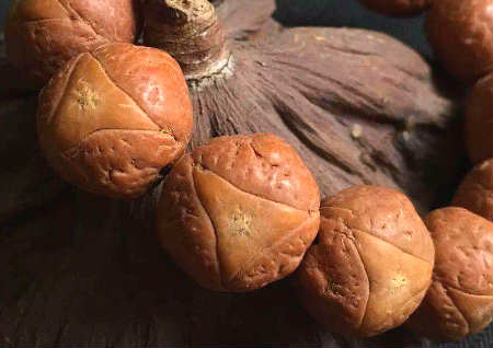 龙眼菩提怎么盘玩 龙眼菩提怎么盘玩