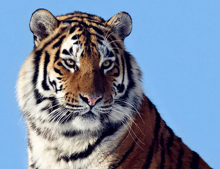 属虎人2021年每月运势 属虎人2021年每月运势