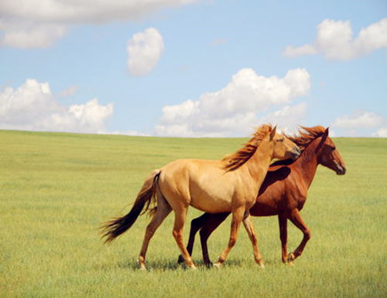 属马人2021年每月运势