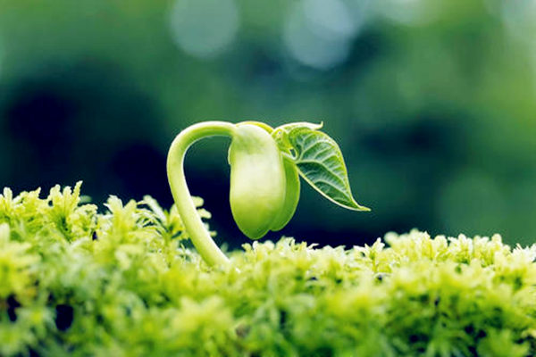 格局用神的用处 格局用神的用处