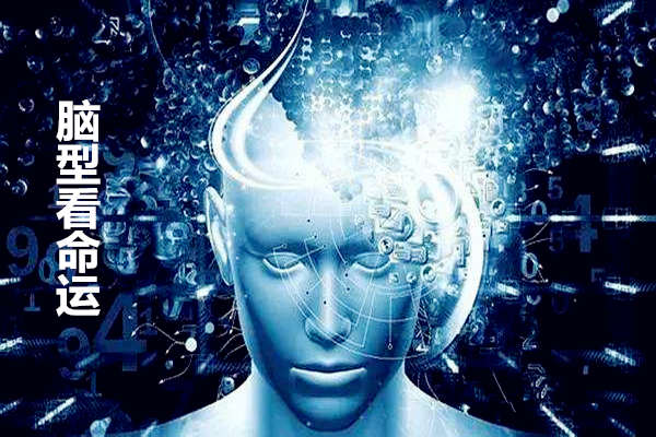 脑型看命运