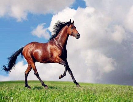 属马人最怕什么属相