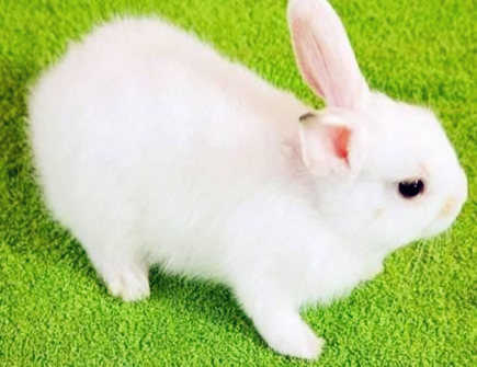 属兔2021年运势详解 属兔2021年运势详解