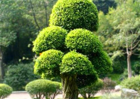 八字扶抑格是什么意思 八字扶抑格是什么意思