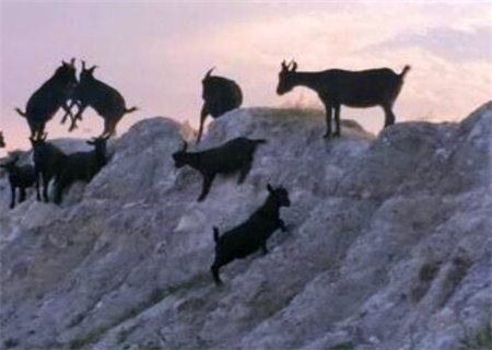 巾箱秘术之癸未日各月命断口诀