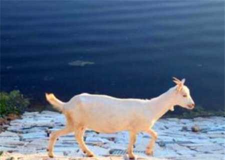 巾箱秘术之癸未日各月命断口诀