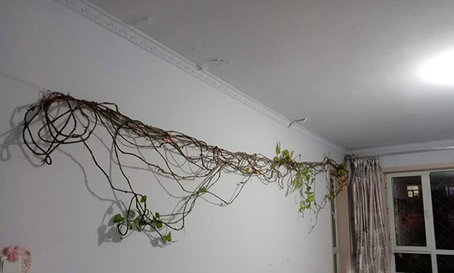 客厅巽宫藤蔓缠绕应女性抑郁症 客厅巽宫藤蔓缠绕应女性抑郁症