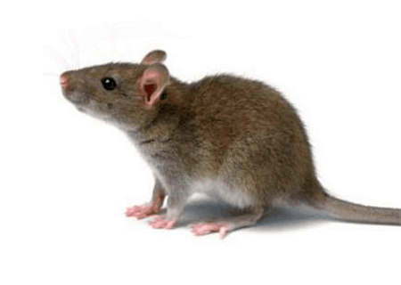 巾箱秘术之戊子日各月命断口诀 巾箱秘术之戊子日各月命断口诀