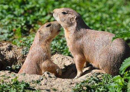 巾箱秘术之戊子日各月命断口诀 巾箱秘术之戊子日各月命断口诀