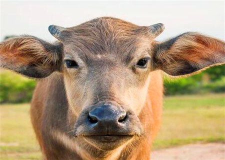 巾箱秘术之己丑日各月命断口诀