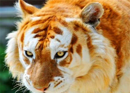 巾箱秘术之庚寅日各月命断口诀 巾箱秘术之庚寅日各月命断口诀