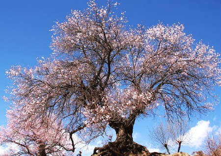 戴桃木的禁忌 戴桃木的禁忌