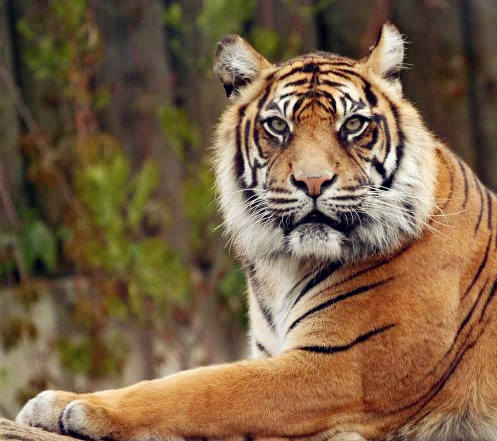 细数属虎女的缺点