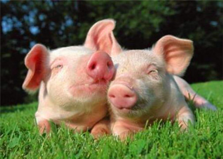 巾箱秘术之己亥日各月命断口诀 巾箱秘术之己亥日各月命断口诀