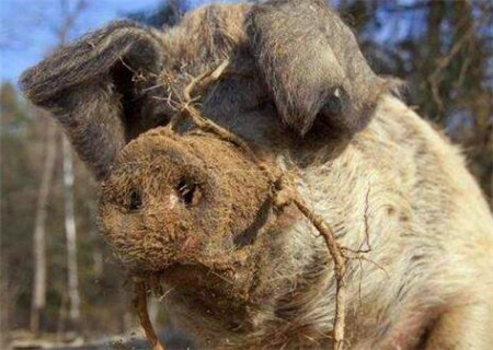 巾箱秘术之己亥日各月命断口诀 巾箱秘术之己亥日各月命断口诀