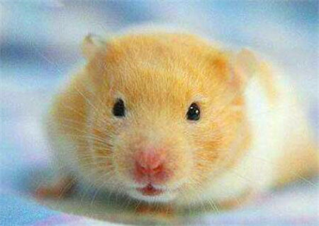 巾箱秘术之庚子日各月命断口诀 巾箱秘术之庚子日各月命断口诀