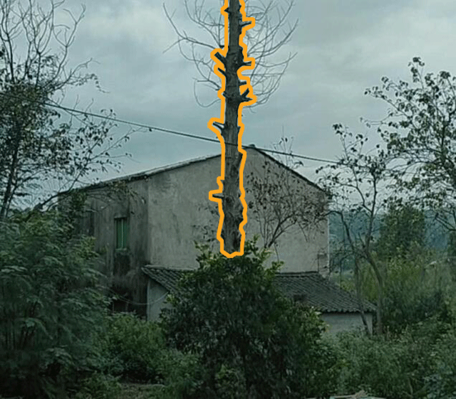 宅后枯树次子入狱