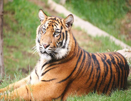 细数属虎女的优点 细数属虎女的优点