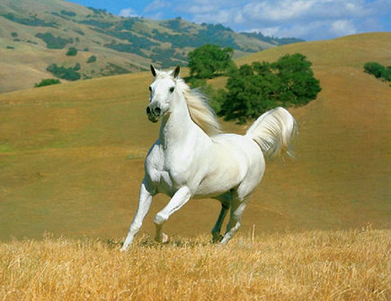 细数属马女的优点 细数属马女的优点