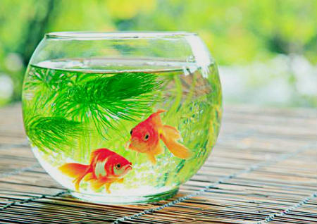 财位不能放什么东西 财位不能放什么东西