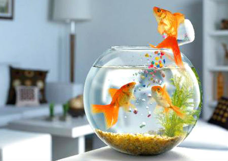 财位上放鱼缸养鱼好不好