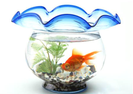 财位上放鱼缸养鱼好不好