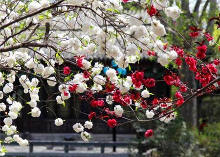 大叔控的女命八字特征 大叔控的女命八字特征