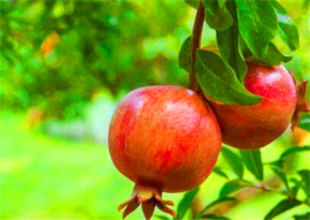 八字石榴木是什么意思 八字石榴木是什么意思