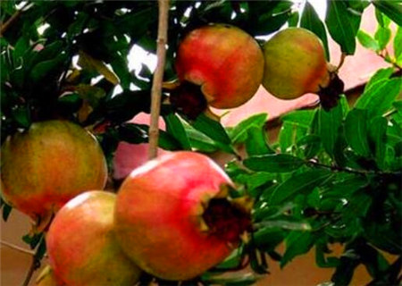 八字石榴木是什么意思 八字石榴木是什么意思