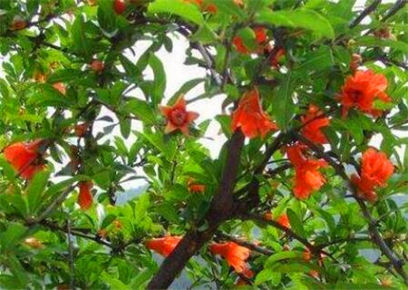 八字石榴木是什么意思 八字石榴木是什么意思