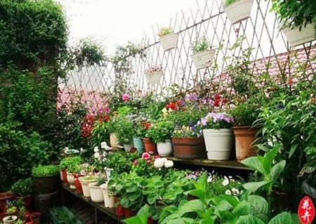 十大阳台化煞招财植物 十大阳台化煞招财植物