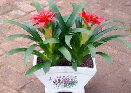 风水里最吉祥的花