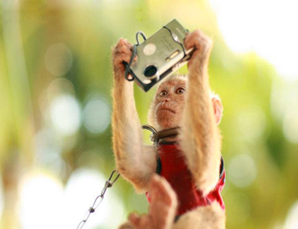 属猴人会在几岁结婚 属猴人会在几岁结婚