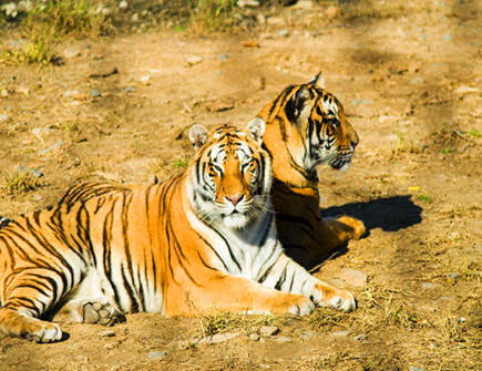 属虎哪个月出生有偏财运 属虎哪个月出生有偏财运