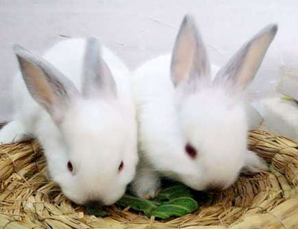 2021年属兔应在哪求财