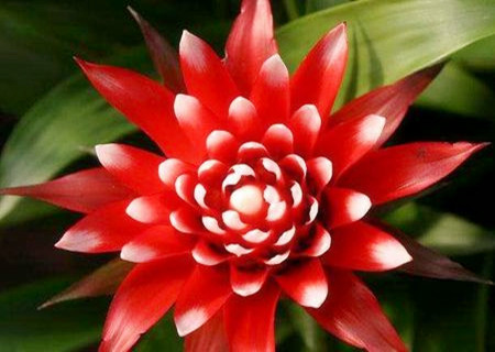 鸿运当头摆放风水禁忌 鸿运当头摆放风水禁忌