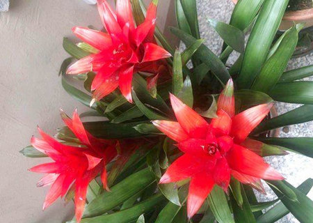 鸿运当头摆放风水禁忌 鸿运当头摆放风水禁忌