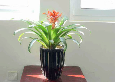 鸿运当头摆放风水禁忌 鸿运当头摆放风水禁忌