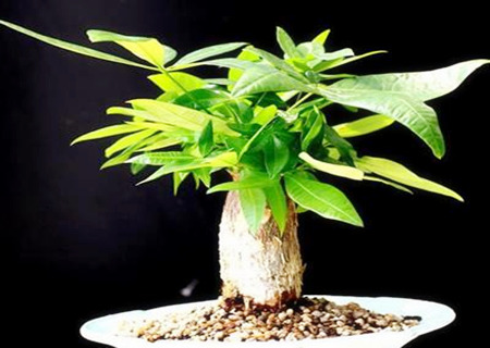 招财树放哪里最旺财 招财树放哪里最旺财