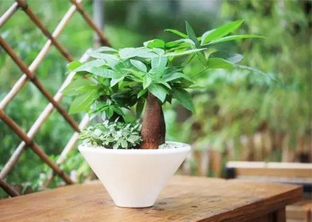 招财树放哪里最旺财 招财树放哪里最旺财